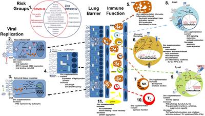 The Potential Impact of Zinc Supplementation on COVID-19 Pathogenesis